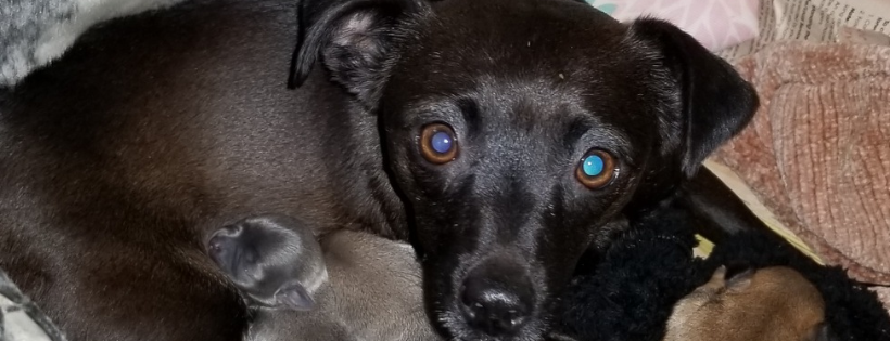 Rose Acres Rescue