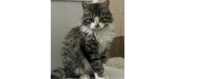 L’il Purr Cat Rescue