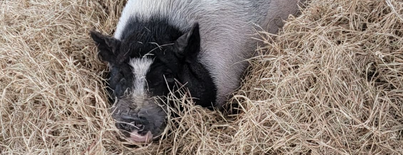 Wallow in the Woods Pig Sanctuary, Inc.