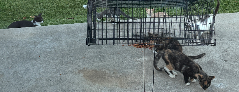 Toni TNR Tails, Inc