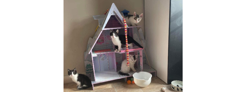 The Cat House Rescue