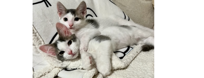 Sam Coffey Animal Rescue Friends
