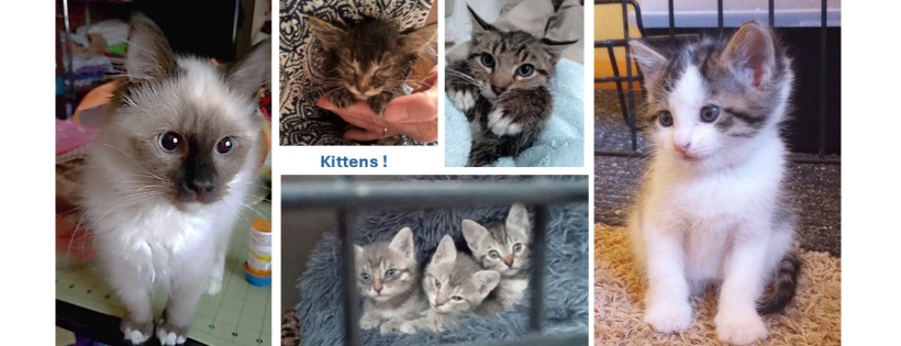 Garden City Community Cats Project