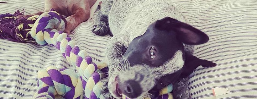 Soulmates 4 Life Dog Rescue