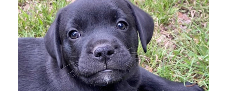 Homes for Pets