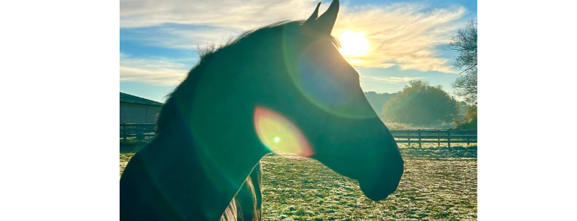 Horse Therapy, Inc