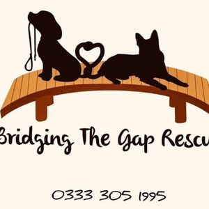 Bridging The Gap Rescue