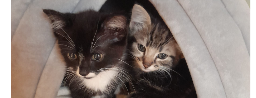 Lucky's Cat Rescue