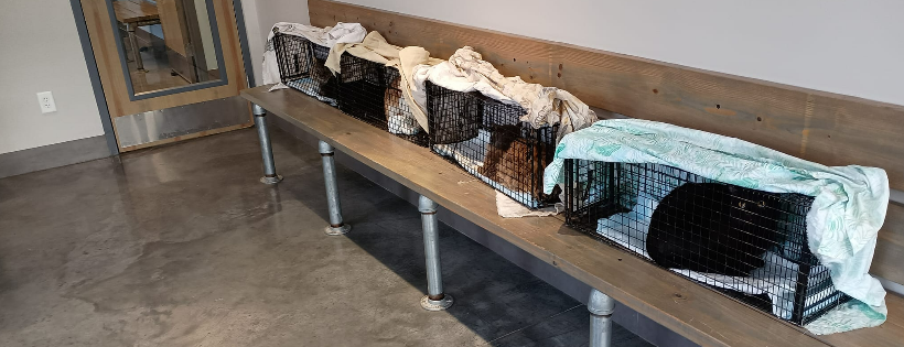 Jrs Trap Neuter Return