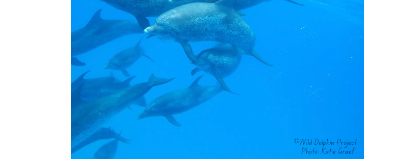 Wild Dolphin Project