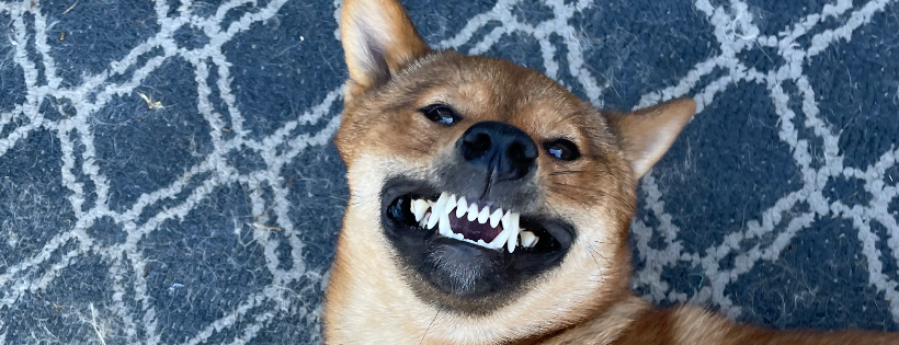 Shiba Inu Rescue Association