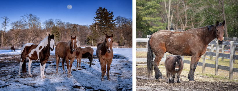 Bergen County Horse Rescue