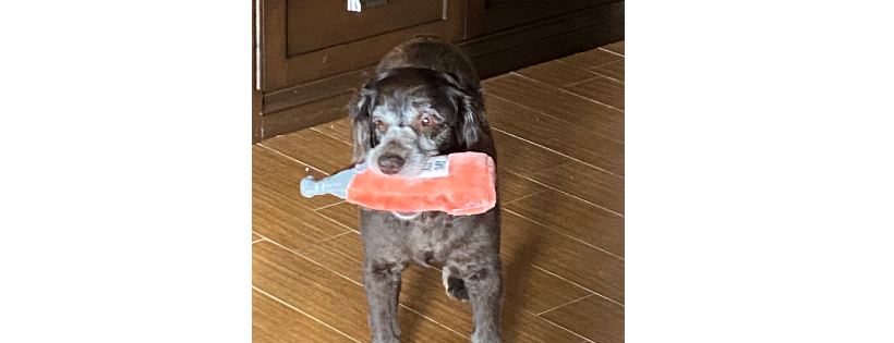 Boykin Spaniel Rescue, Inc.