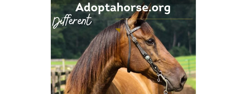 Standardbred Retirement Foundation Adoptahorse.org