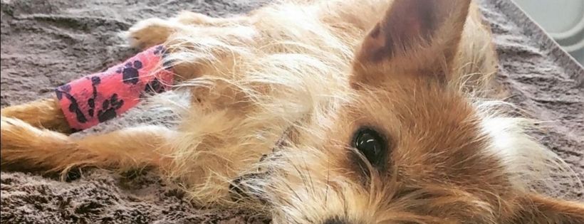 Chesterfield Animal Rescue