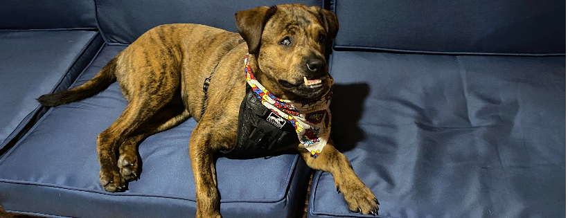Rescue Paws 4 Furry Hearts