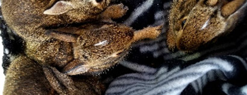 Sweet Binks Rescue, Inc.