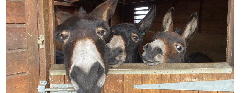 Hopefield Animal Sanctuary