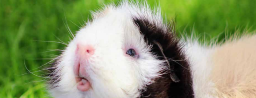 Auckland Cavy Care Rescue
