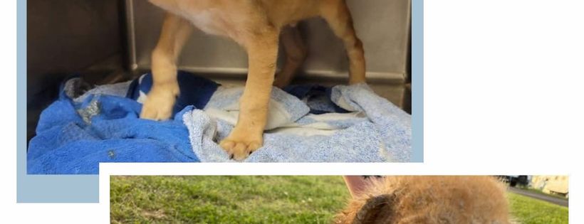 Spring Branch Rescue