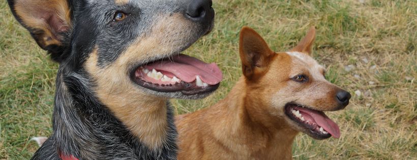 Alberta (AB) Herding Dog Rescue