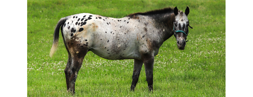 Hope's Legacy Equine Rescue, Inc.