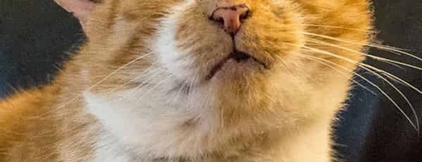 Cheltenham Cat Rescue Inc
