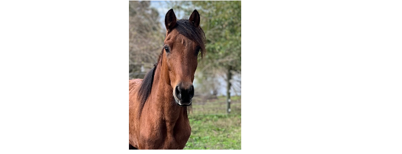 Tri-State Equine Adoption & Rescue, Inc.