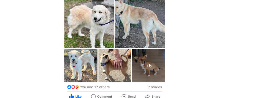 The Sunshine Rescue Ranch