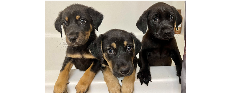 Guardians of Florida Animal Rescue