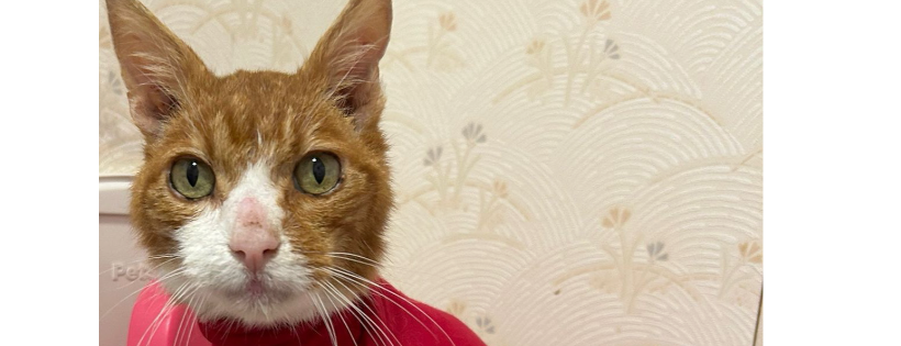 Stray Cats Rescue Team West Midlands