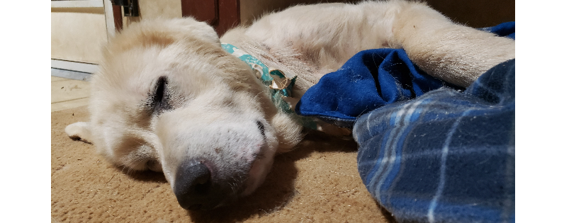 Great Pyrenees Rescue of Western NC