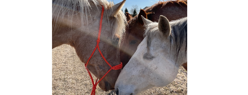 MJM Horse Rescue