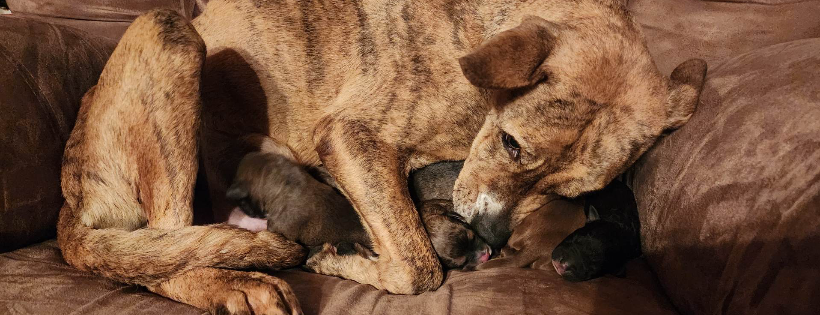 Home Free Animal Rescue