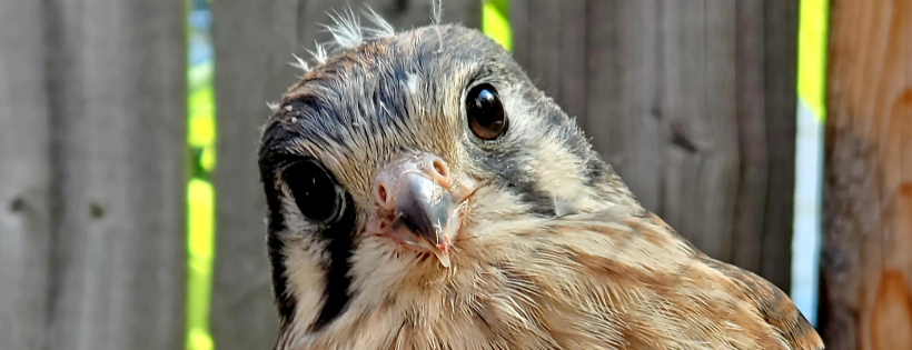 Central Minnesota Wildlife Rehab