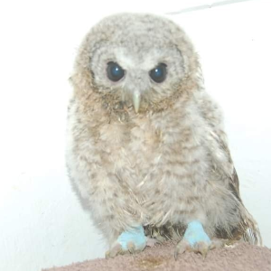 Hessilhead Wildlife Rescue Logo