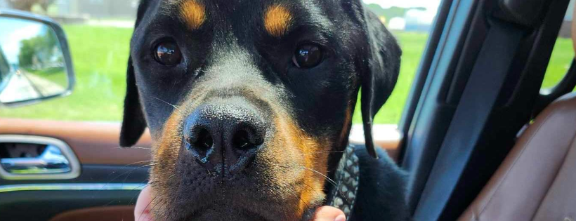 Abused rottweillers