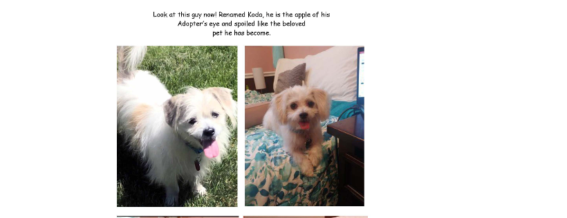 The Utah Animal Advocacy Foundation