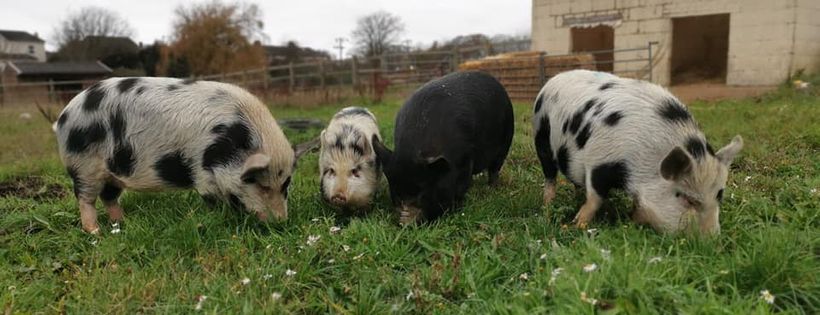 RSPCA Solent Branch