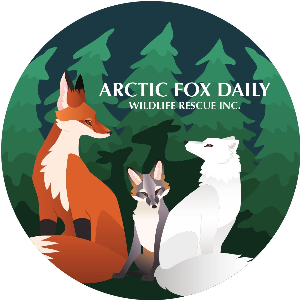 Arctic Fox Daily Wildlife Rescue, Inc Logo