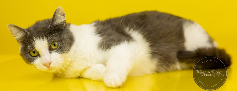 The Country Cattery