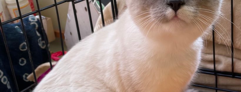 Amotherby Cat and Kitten Rescue