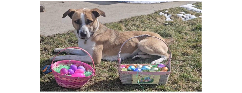 Priest River Animal Rescue