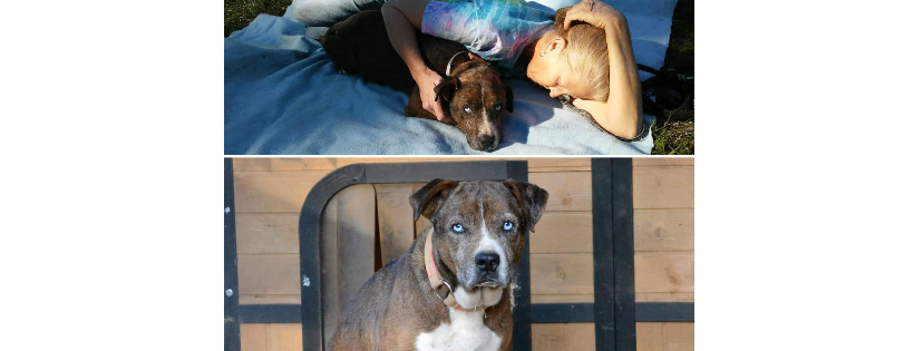 Monarch Canine Rehabilitation