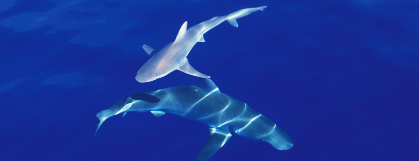 Shark Allies