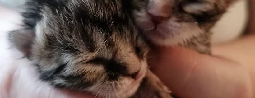 Clay County Cat Care - UK, Cornwall