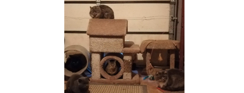 Ivy Woods Feline Sanctuary