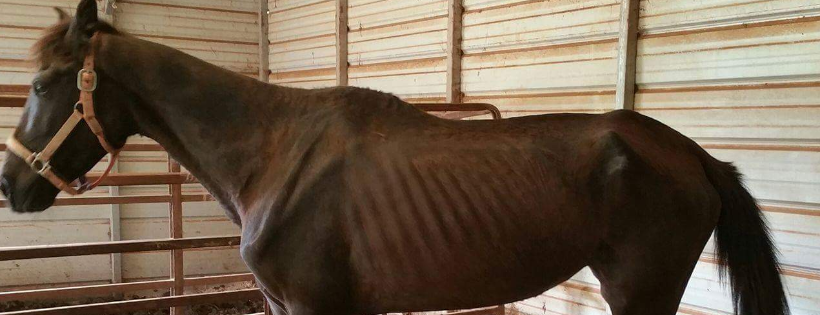 Voice For Horses Rescue Network