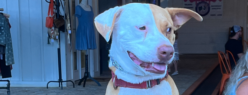 Williston Animal Group