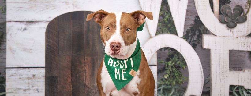 I AM DOG RESCUE INC